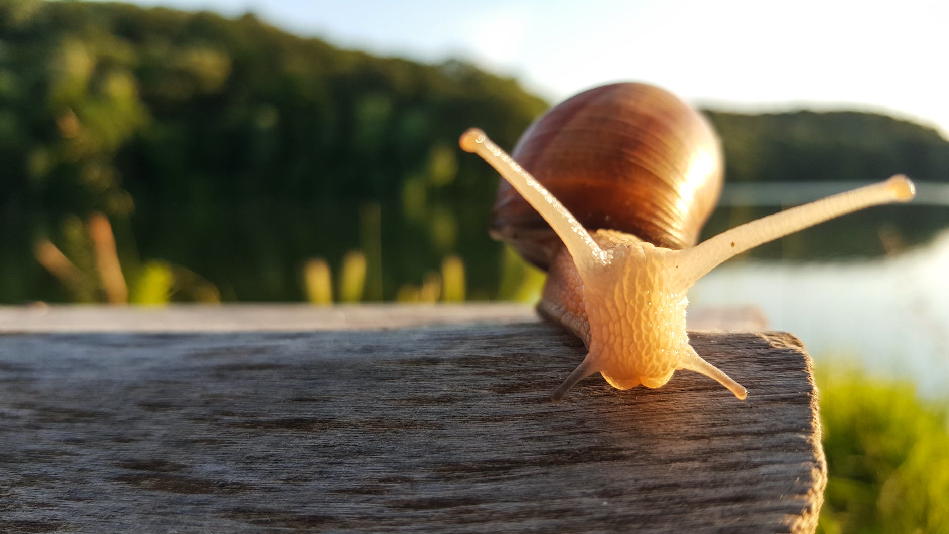 close up photography of brown snail is your computer slow 